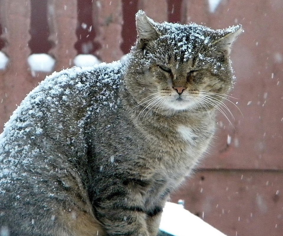 Обои зима, кот, серый, большой, снегопад, winter, cat, grey, large, snowfall разрешение 1920x1080 Загрузить