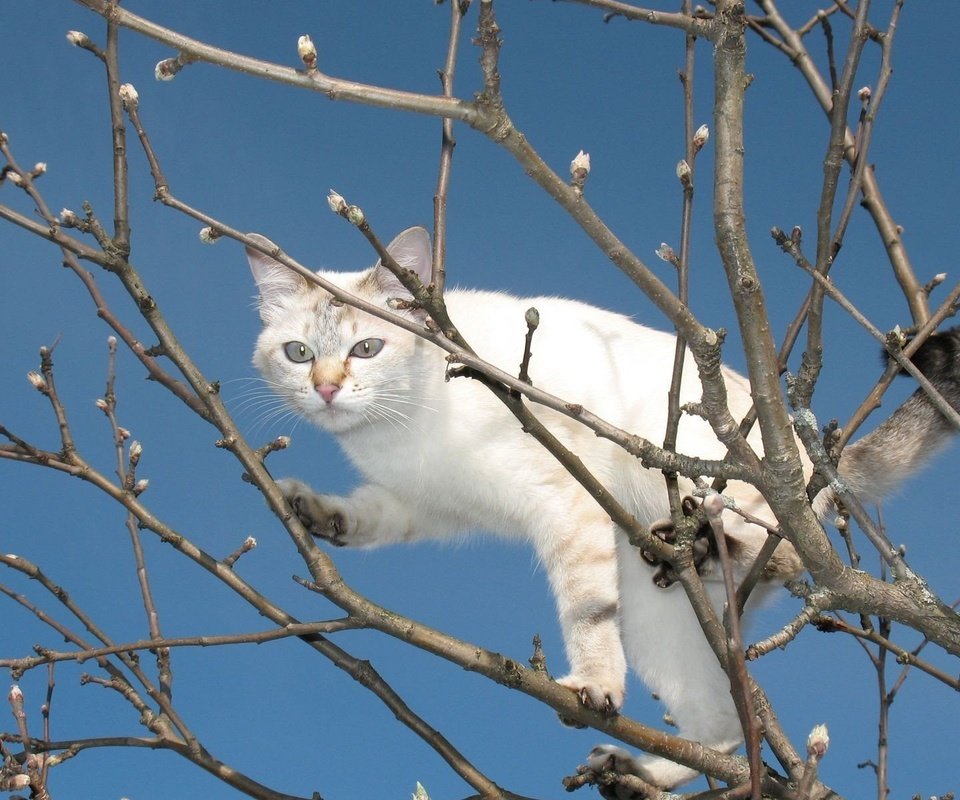 Обои небо, дерево, кот, мордочка, ветки, кошка, взгляд, весна, лапки, legs, the sky, tree, cat, muzzle, branches, look, spring разрешение 1920x1200 Загрузить