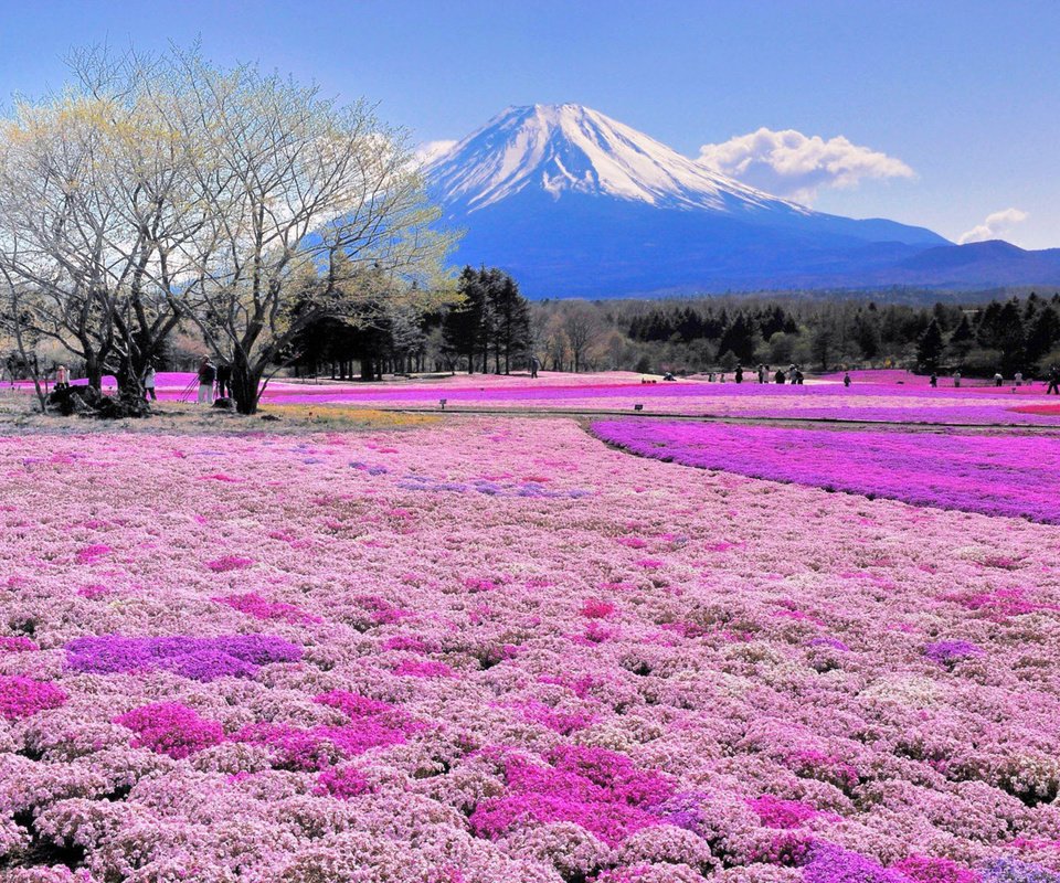 Обои цветы, деревья, пейзаж, япония, вулкан, flowers, trees, landscape, japan, the volcano разрешение 2880x1800 Загрузить
