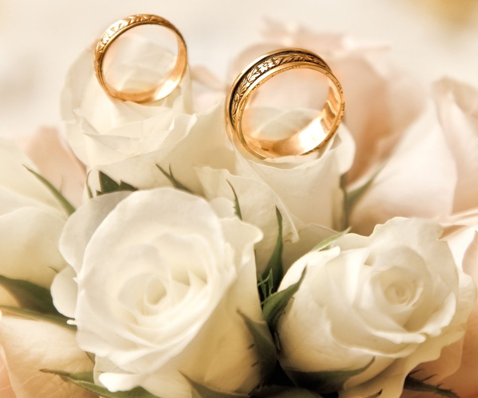 Обои бутоны, розы, белые, обручальные кольца, buds, roses, white, engagement rings разрешение 2560x1600 Загрузить
