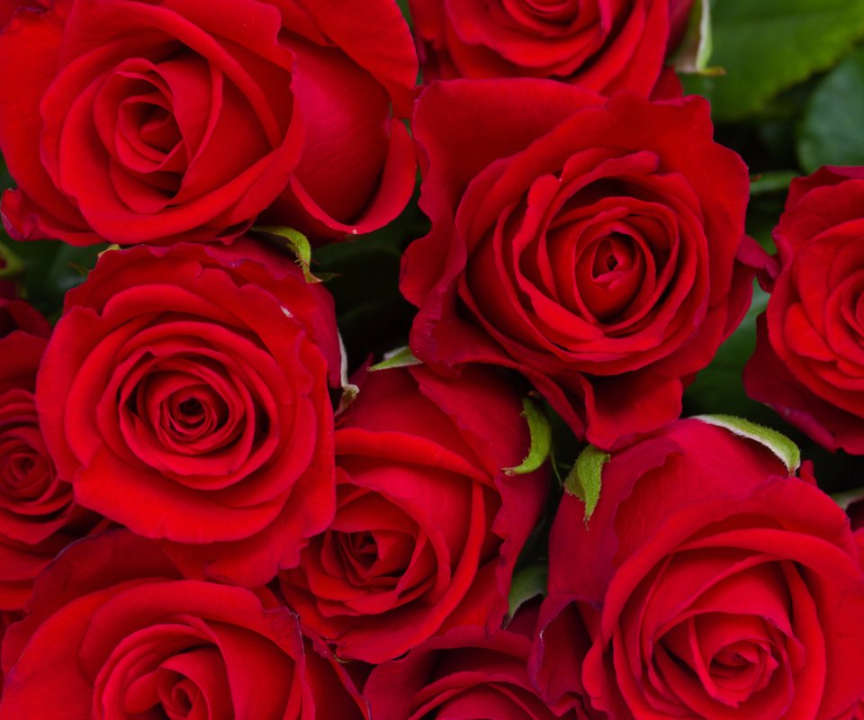 Обои цветы, бутоны, розы, красные, букет, flowers, buds, roses, red, bouquet разрешение 2560x1600 Загрузить