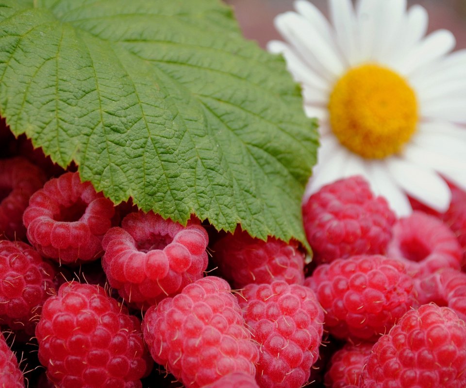 Обои ягоды малины, зеленый листочек и цветок ромашки, спелая малина, raspberries, green leaf and daisy flower, ripe raspberry разрешение 1920x1080 Загрузить