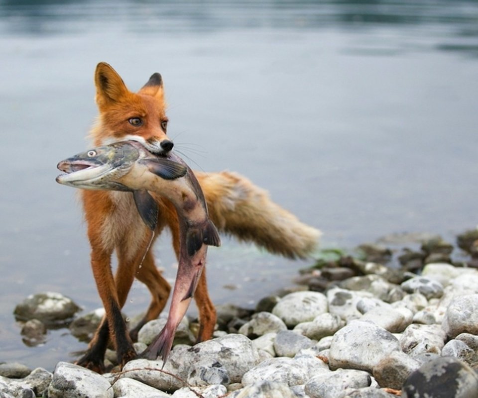 Обои река, камни, лиса с пойманной, рыбой, river, stones, fox caught, fish разрешение 2560x1600 Загрузить