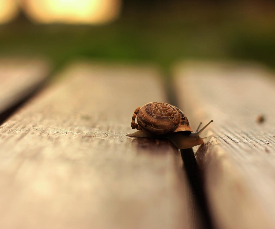 Обои макро, пол, улитка, деревянный, macro, floor, snail, wooden разрешение 2048x1365 Загрузить