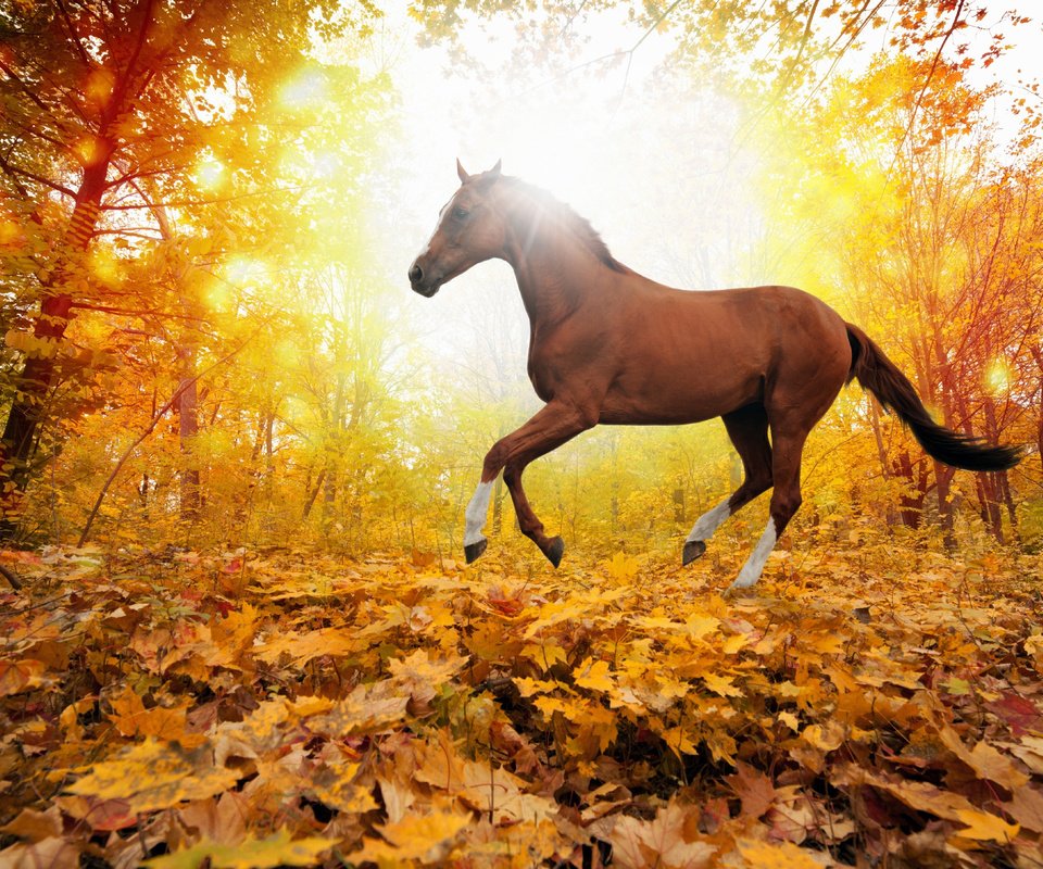 Обои лошадь, деревья, природа, листья, осень, horse, trees, nature, leaves, autumn разрешение 5560x3620 Загрузить