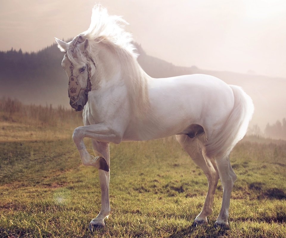 Обои лошадь, трава, природа, фон, белый, конь, жеребец, horse, grass, nature, background, white, stallion разрешение 5120x3880 Загрузить