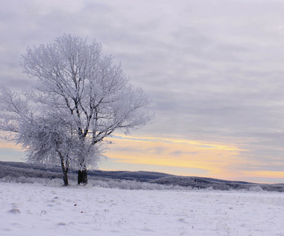 Обои деревья, снег, зима, пейзаж, иней, trees, snow, winter, landscape, frost разрешение 2048x1366 Загрузить