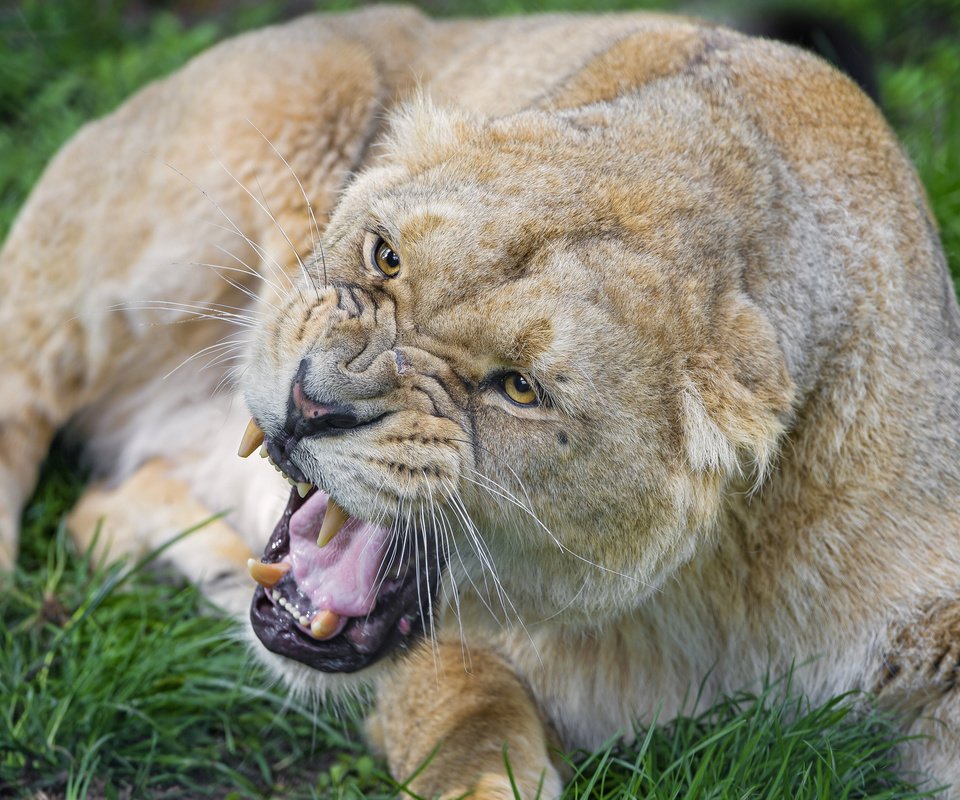 Обои морда, кошка, взгляд, лев, оскал, львица, face, cat, look, leo, grin, lioness разрешение 2048x1638 Загрузить