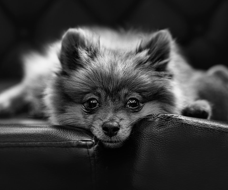 Обои взгляд, собачка, шпиц, look, dog, spitz разрешение 2500x1580 Загрузить