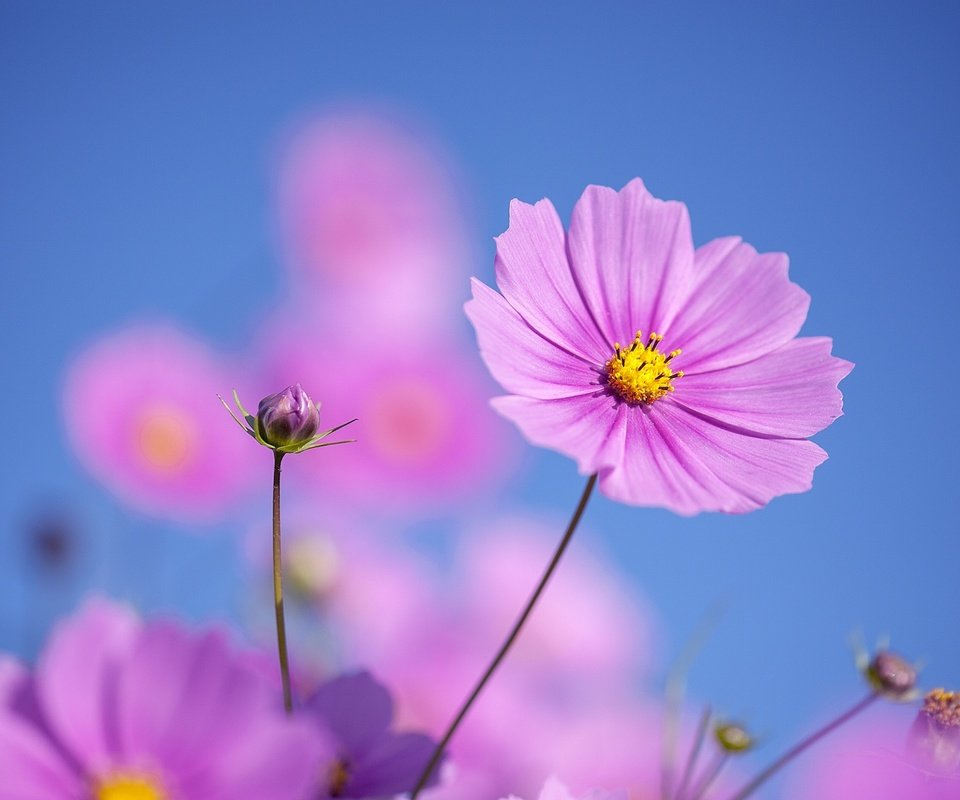 Обои небо, цветы, космея, the sky, flowers, kosmeya разрешение 2048x1363 Загрузить