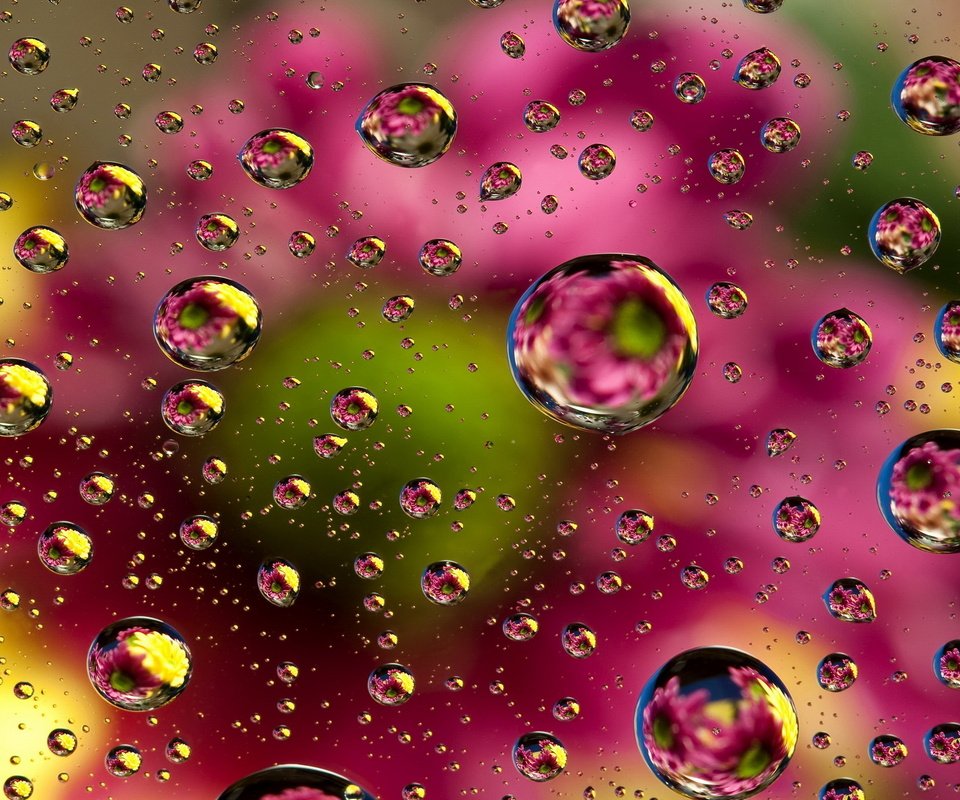 Обои цветы, вода, отражение, капли, цвет, брызги, капли воды, flowers, water, reflection, drops, color, squirt, water drops разрешение 2200x1600 Загрузить