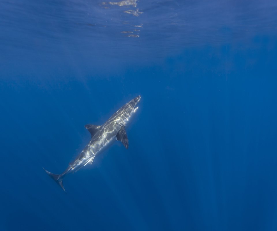 Обои океан, акула, подводный мир, акула.белая, the ocean, shark, underwater world, shark.white разрешение 5616x3744 Загрузить