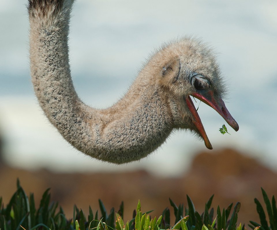 Обои природа, птица, страус, nature, bird, ostrich разрешение 2048x1363 Загрузить