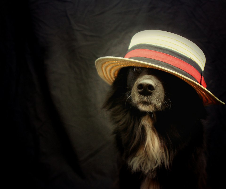 Обои взгляд, друг, шляпа, бордер-колли, look, each, hat, the border collie разрешение 2048x1365 Загрузить