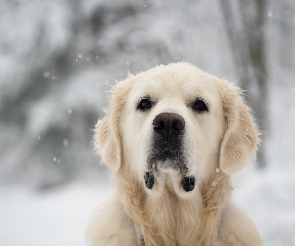 Обои снег, взгляд, собака, лабрадор, золотистый ретривер, snow, look, dog, labrador, golden retriever разрешение 1920x1200 Загрузить