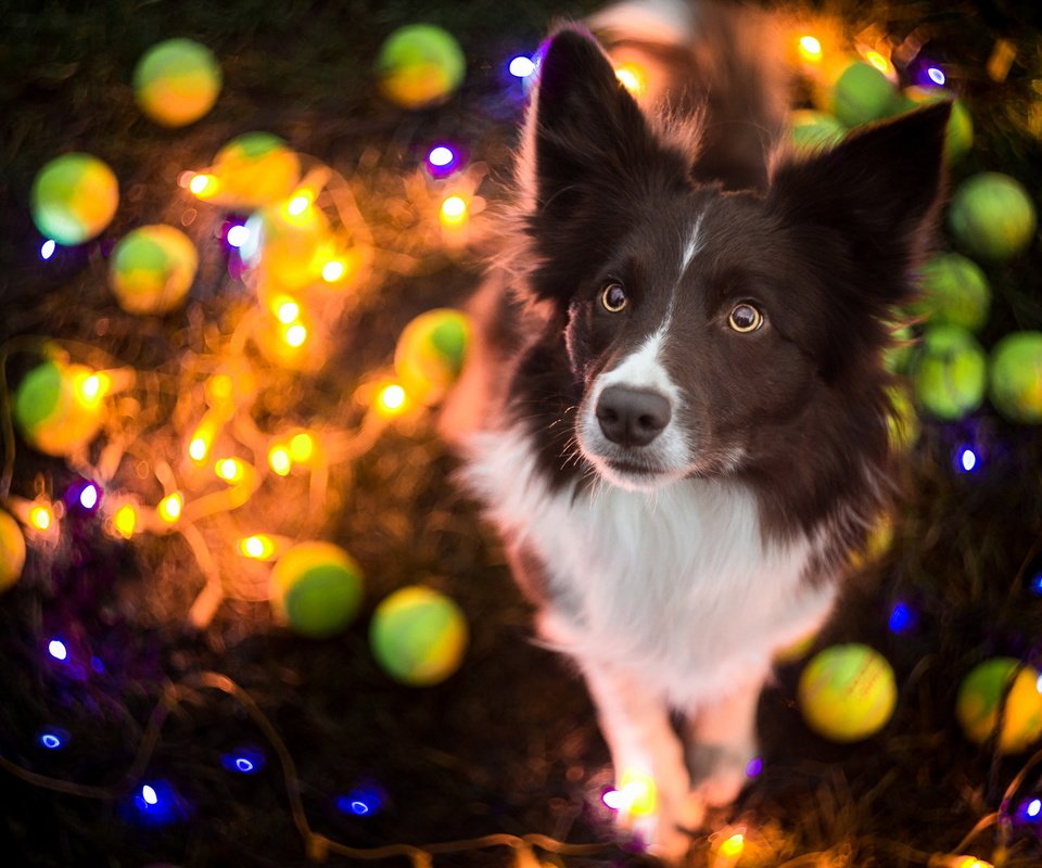 Обои собака, праздник, гирлянда, бордер-колли, dog, holiday, garland, the border collie разрешение 1920x1200 Загрузить