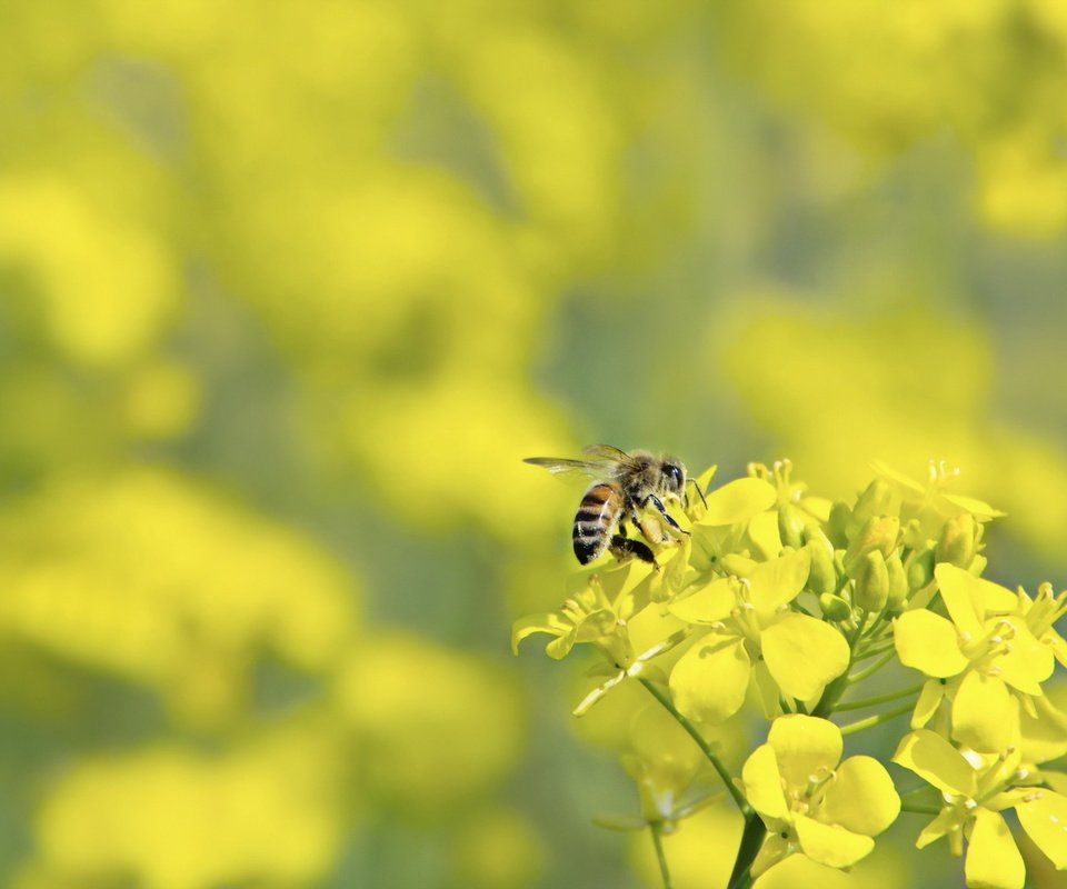 Обои макро, цветок, насекомые, пчела, оса, macro, flower, insects, bee, osa разрешение 1920x1200 Загрузить