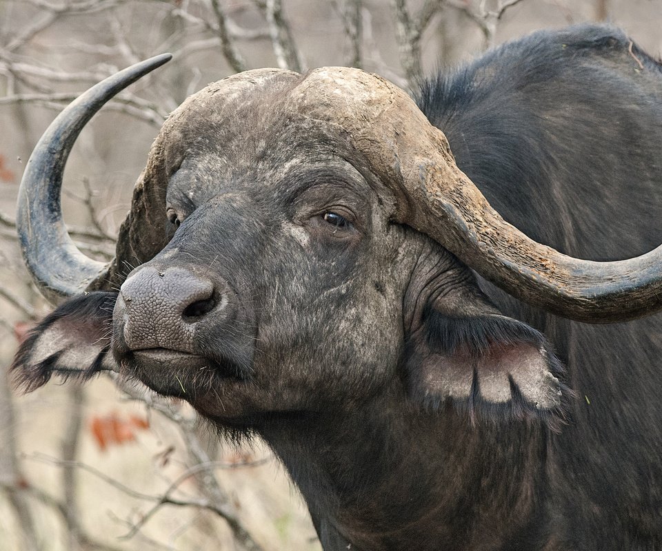 Обои природа, рога, африканский, буйвол, nature, horns, african, buffalo разрешение 2048x1224 Загрузить