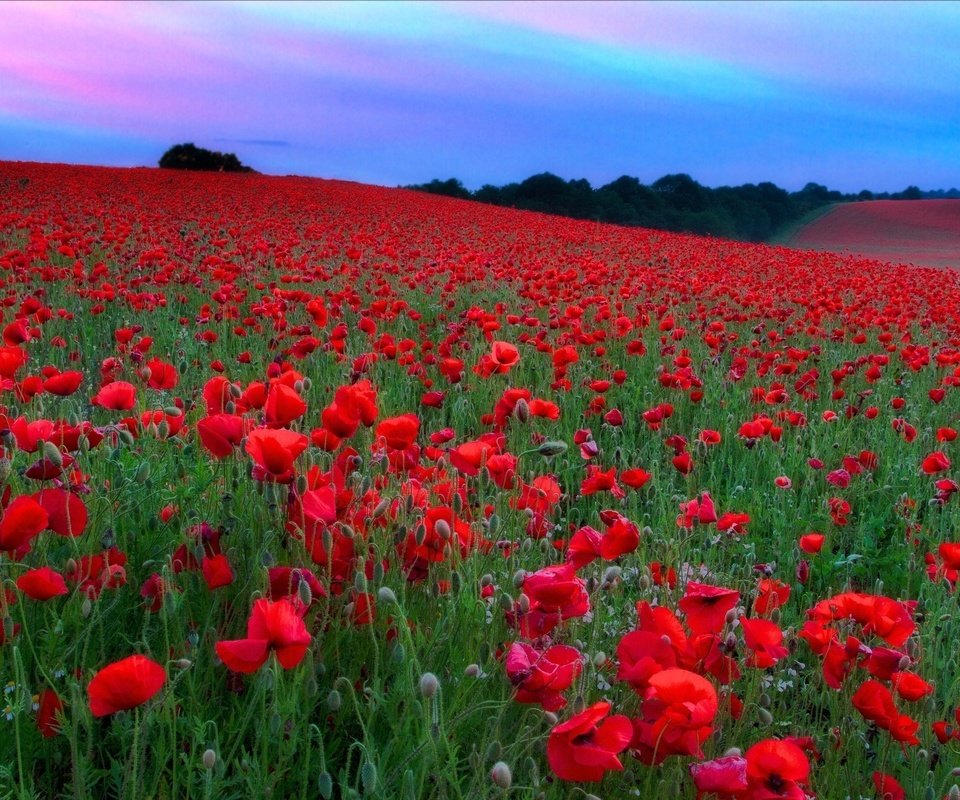 Обои небо, цветы, холмы, поле, красные, маки, луг, the sky, flowers, hills, field, red, maki, meadow разрешение 2048x1365 Загрузить