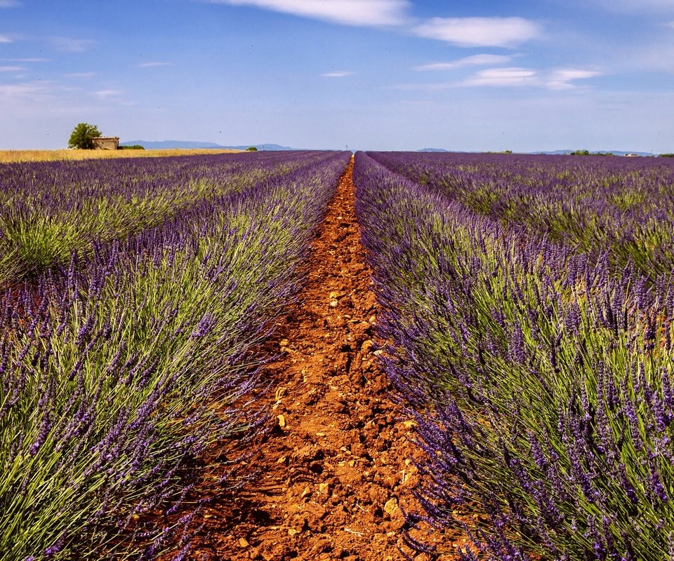 Обои небо, дорога, цветы, поле, лаванда, горизонт, дом, ферма, the sky, road, flowers, field, lavender, horizon, house, farm разрешение 2048x1153 Загрузить