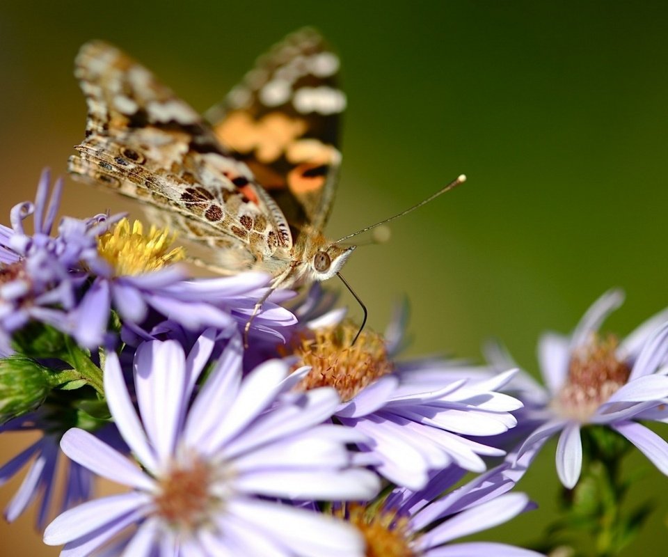 Обои цветы, природа, макро, бабочка, насекомые, flowers, nature, macro, butterfly, insects разрешение 1920x1200 Загрузить