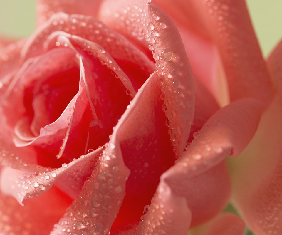 Обои вода, цветок, роза, розовая.капли, water, flower, rose, pink.drops разрешение 2048x1365 Загрузить