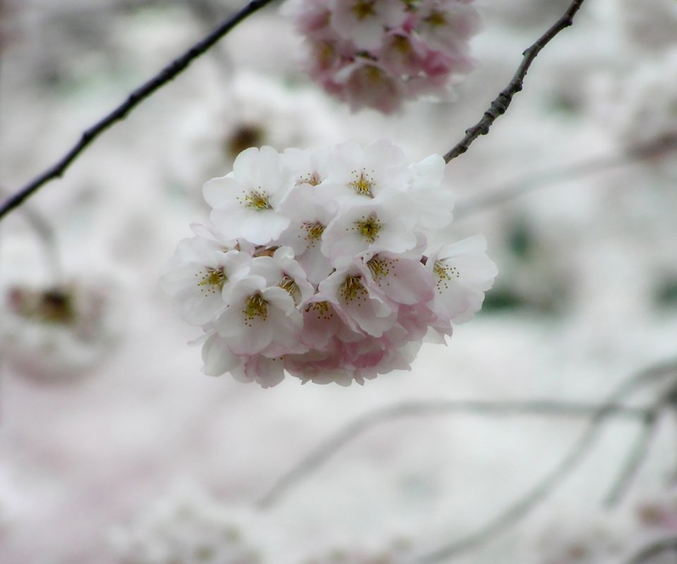 Обои дерево, макро, весна, сакура, ветки цветы, tree, macro, spring, sakura, branches flowers разрешение 1920x1200 Загрузить