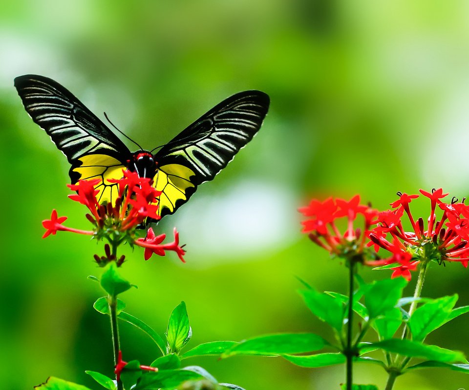 Обои листья, макро, цветок, бабочка, крылья, насекомые, растение, leaves, macro, flower, butterfly, wings, insects, plant разрешение 2048x1319 Загрузить