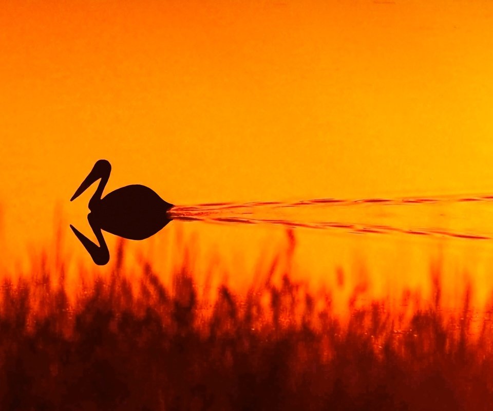 Обои трава, вода, озеро, природа, закат, отражение, птица, пеликан, grass, water, lake, nature, sunset, reflection, bird, pelican разрешение 3594x2341 Загрузить