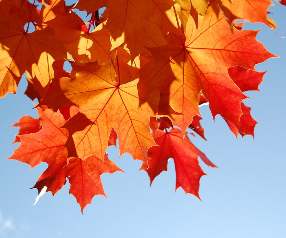 Обои небо, листья, макро, листва, осень, the sky, leaves, macro, foliage, autumn разрешение 1920x1200 Загрузить
