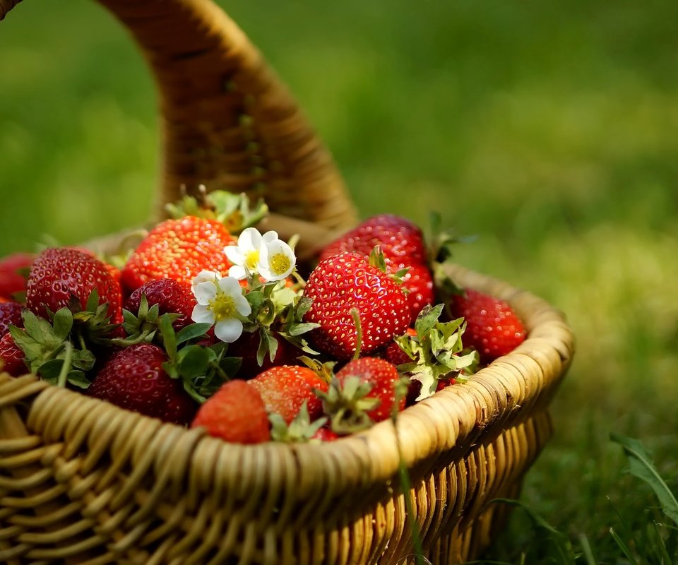 Обои цветы, трава, клубника, ягоды, корзинка, flowers, grass, strawberry, berries, basket разрешение 2048x1356 Загрузить