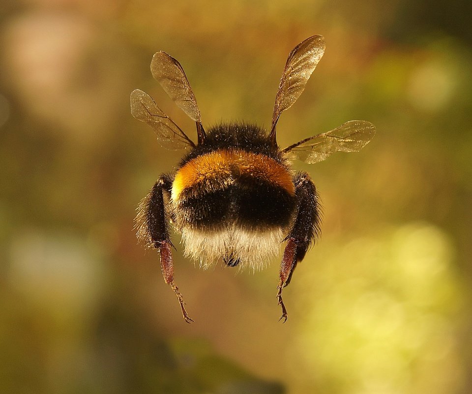 Обои макро, насекомое, фон, крылья, весна, шмель, macro, insect, background, wings, spring, bumblebee разрешение 2048x1363 Загрузить