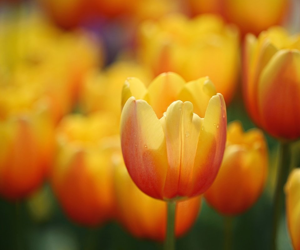 Обои цветы, лепестки, размытость, луг, весна, тюльпаны, flowers, petals, blur, meadow, spring, tulips разрешение 2048x1366 Загрузить