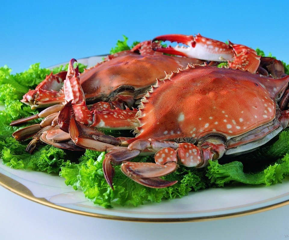 Обои зелень, крабы, тарелка, краб, морепродукты, листья салата, greens, crabs, plate, crab, seafood, lettuce разрешение 1920x1393 Загрузить