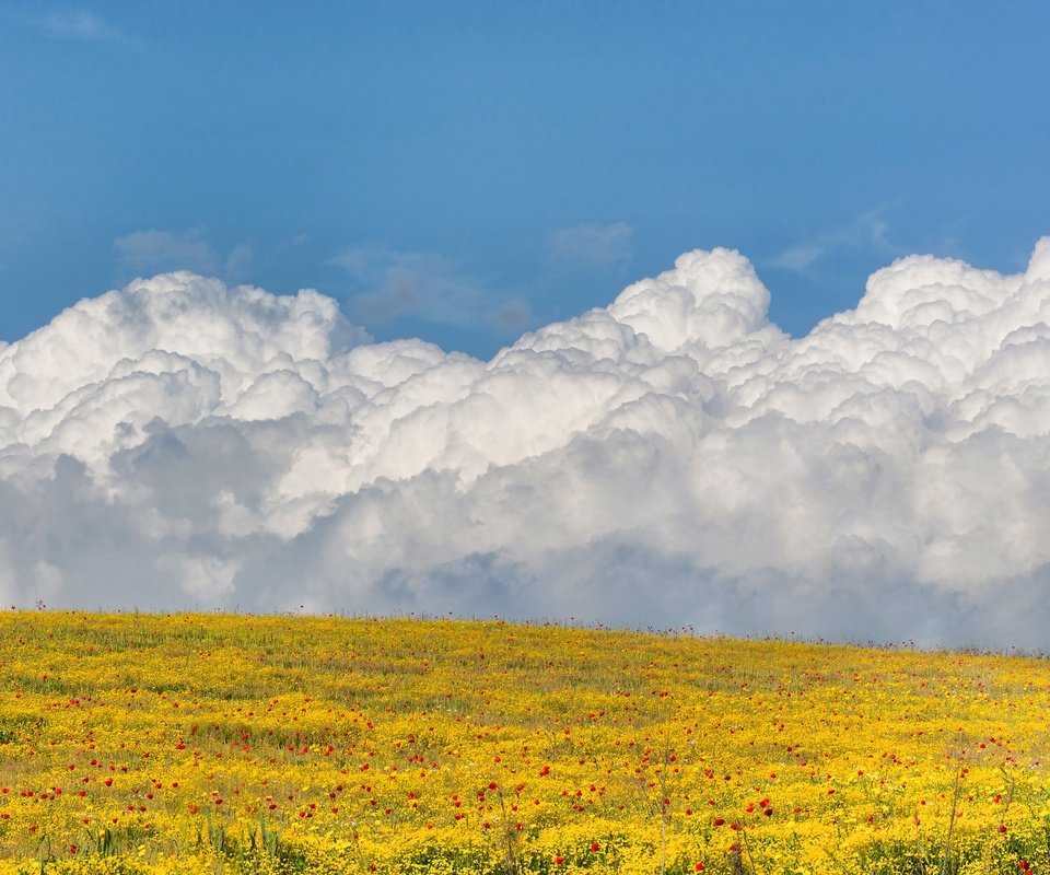 Обои небо, цветы, облака, поле, the sky, flowers, clouds, field разрешение 3000x2000 Загрузить