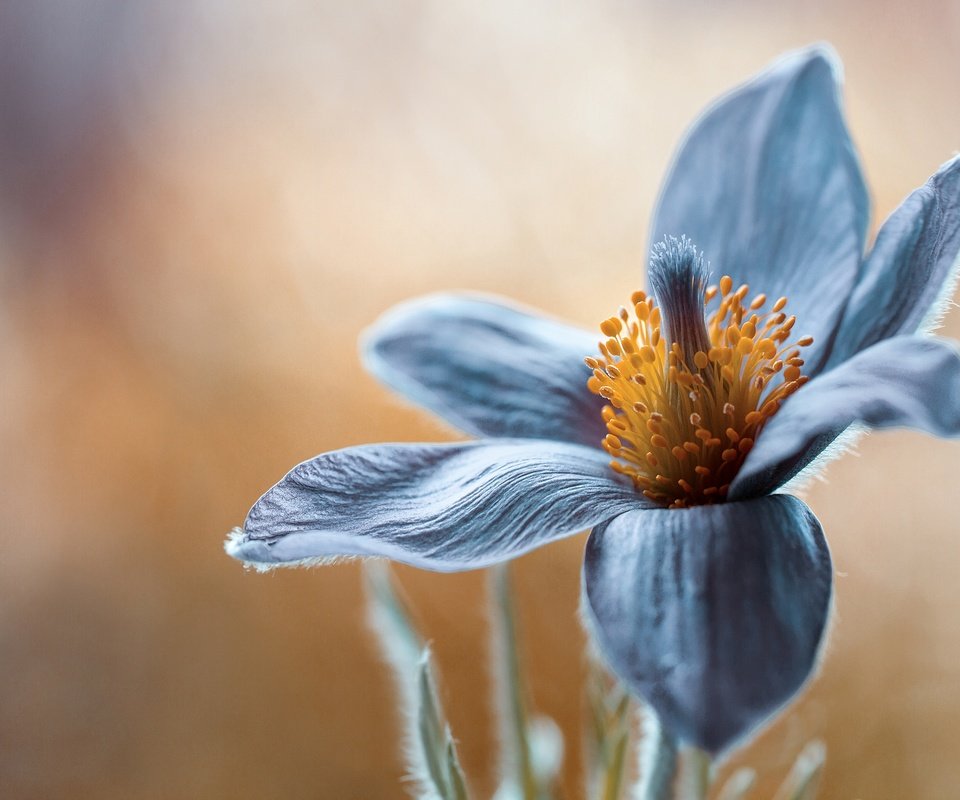 Обои макро, цветок, лепестки, весна, сон-трава, прострел, pulsatilla, macro, flower, petals, spring, sleep-grass, cross разрешение 2048x1397 Загрузить