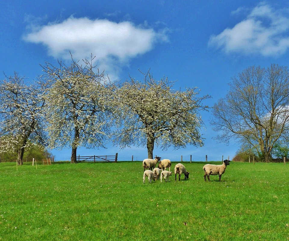 Обои деревья, природа, пейзаж, поле, луг, пастбище, овцы, trees, nature, landscape, field, meadow, pasture, sheep разрешение 3030x1879 Загрузить