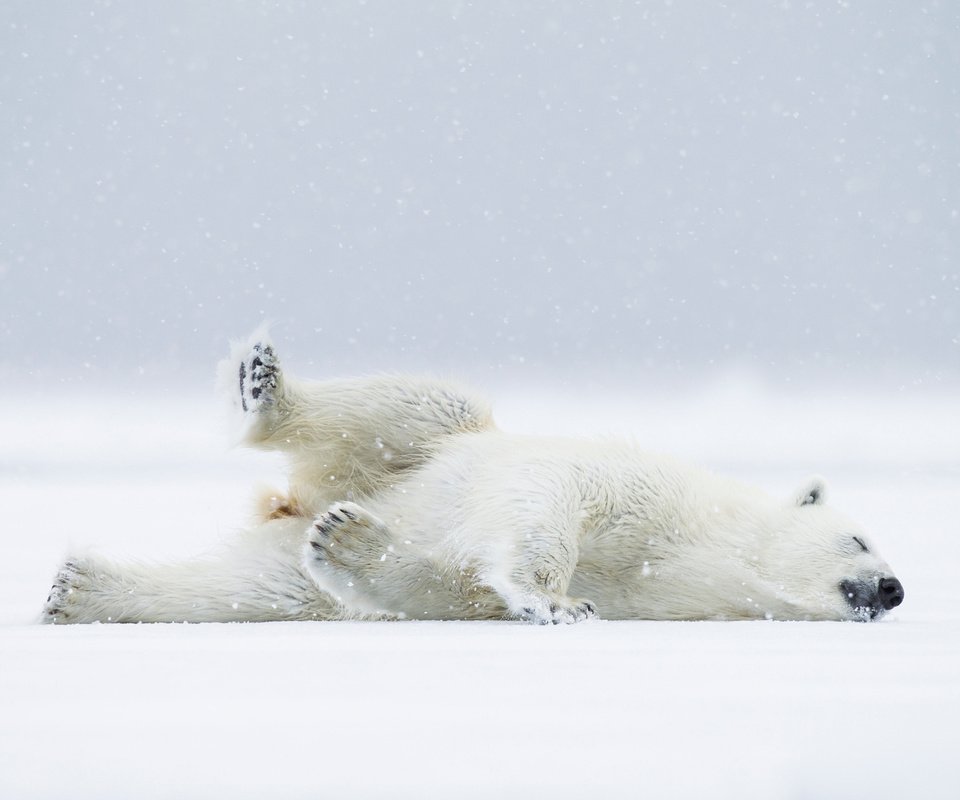 Обои снег, полярный медведь, медведь, хищник, белый медведь, snow, polar bear, bear, predator разрешение 2048x1366 Загрузить