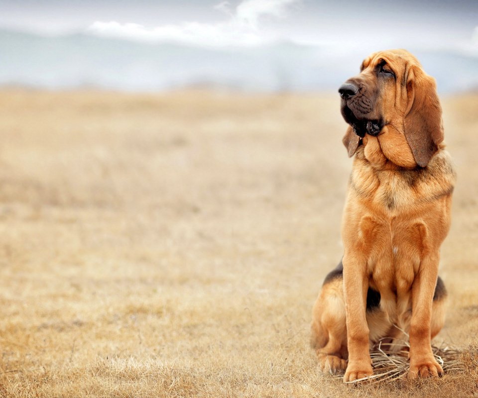 Обои природа, собака, бассет, бладхаунд, nature, dog, bassett, the bloodhound разрешение 3840x2400 Загрузить