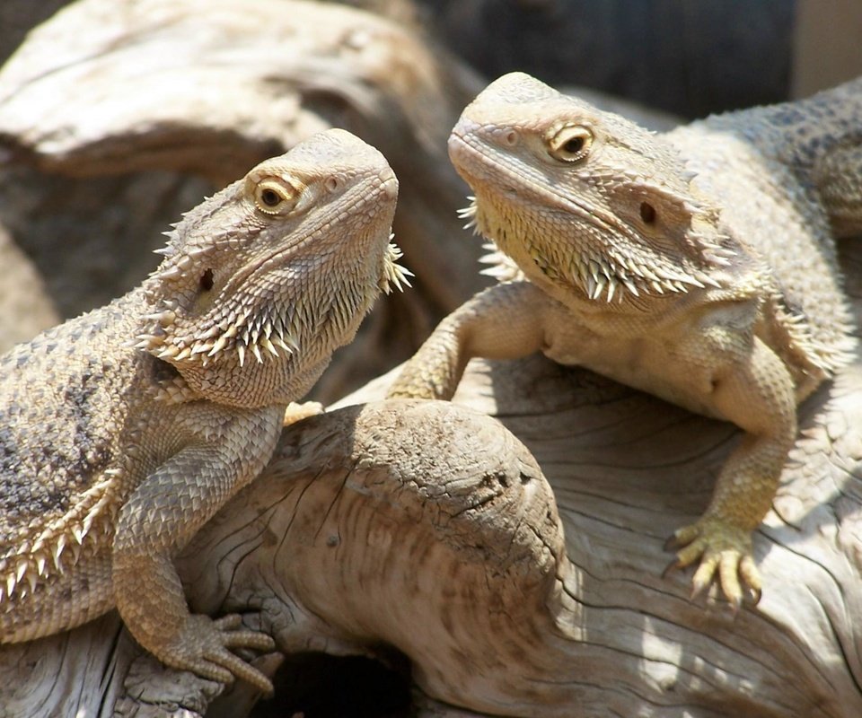 Обои ящерица, рептилия, пресмыкающиеся, бородатая агама, агама, lizard, reptile, reptiles, bearded agama, agama разрешение 2418x1606 Загрузить