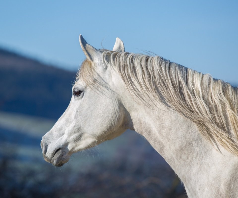 Обои морда, небо, лошадь, профиль, конь, грива, шея, (с) oliverseitz, face, the sky, horse, profile, mane, neck, (c) oliverseitz разрешение 3100x1980 Загрузить