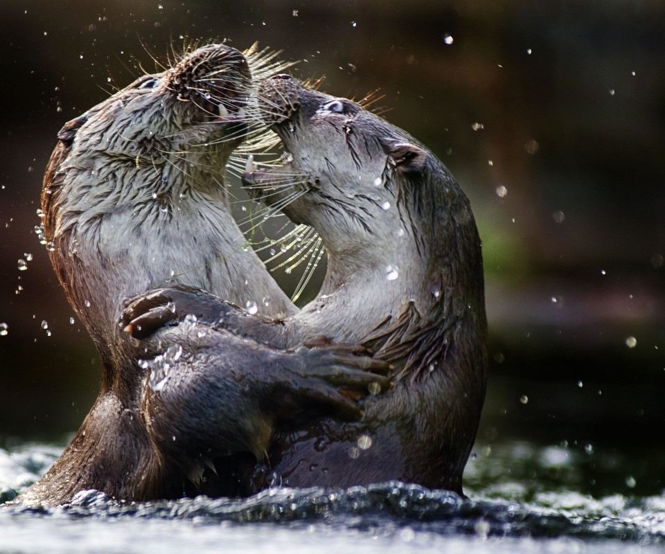 Обои вода, животные, выдры, речная выдра, water, animals, otters, river otter разрешение 2048x1365 Загрузить