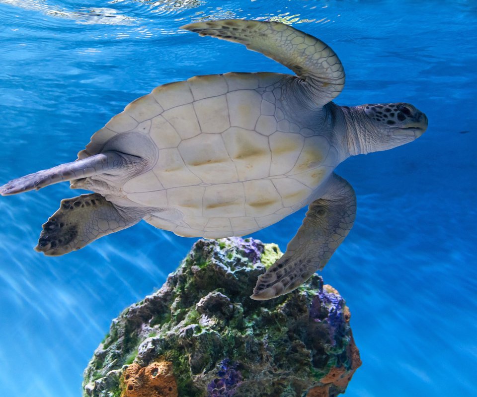 Обои вода, море, черепаха, океан, подводный мир, морская черепаха, water, sea, turtle, the ocean, underwater world, sea turtle разрешение 2880x1920 Загрузить