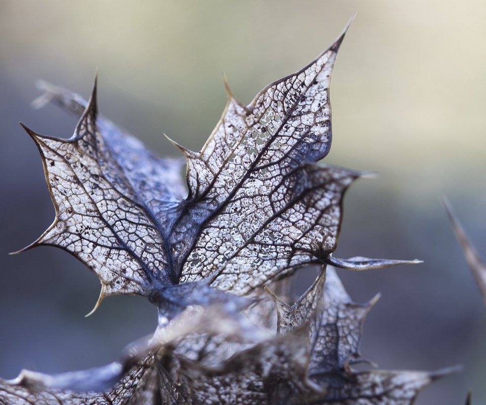 Обои свет, листья, макро, light, leaves, macro разрешение 2560x1600 Загрузить