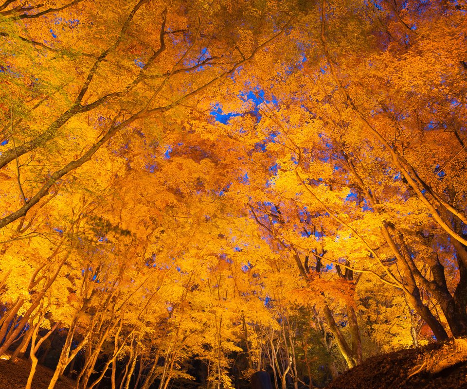 Обои небо, деревья, листья, осень, the sky, trees, leaves, autumn разрешение 2048x1365 Загрузить