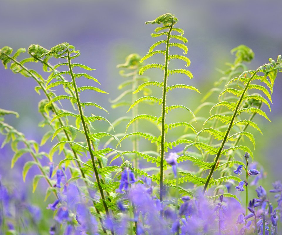 Обои цветы, природа, растения, макро, весна, колокольчики, папоротник, flowers, nature, plants, macro, spring, bells, fern разрешение 2048x1408 Загрузить