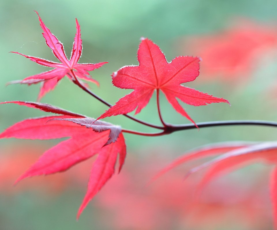 Обои ветка, природа, листья, макро, осень, размытость, branch, nature, leaves, macro, autumn, blur разрешение 2048x1360 Загрузить