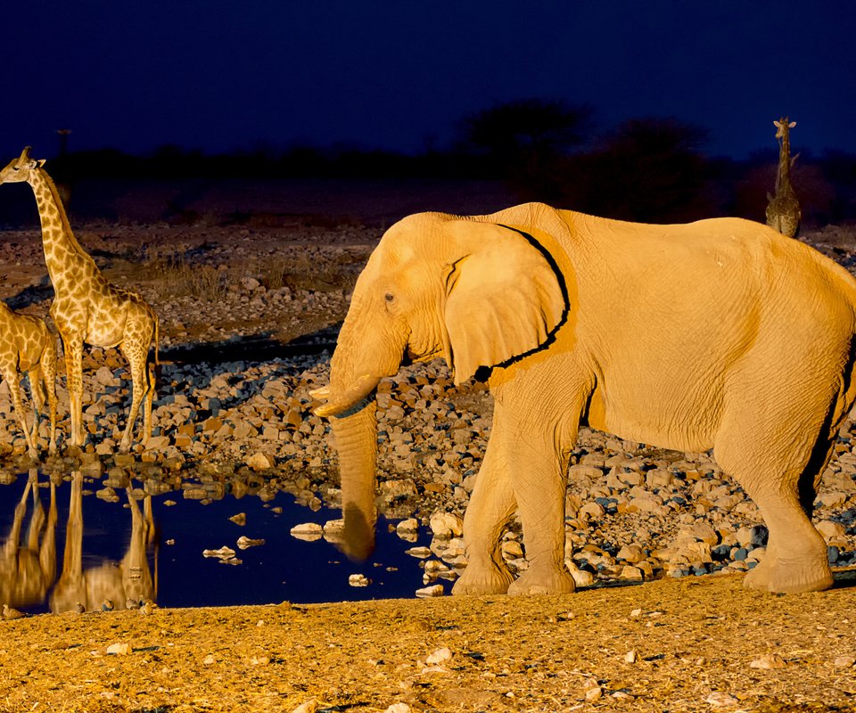 Обои слон, африка, жираф, водопой, намибия, etosha national park, elephant, africa, giraffe, drink, namibia разрешение 2048x1365 Загрузить