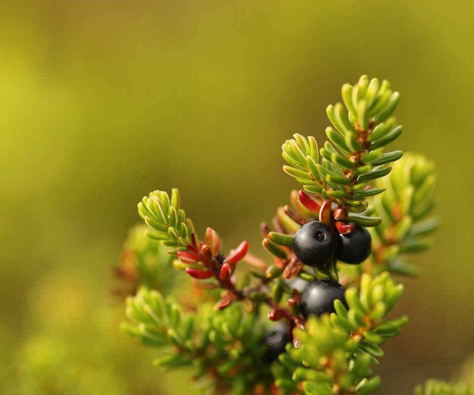 Обои хвоя, макро, ягоды, плоды, боке, сrowberry, needles, macro, berries, fruit, bokeh разрешение 5184x3456 Загрузить