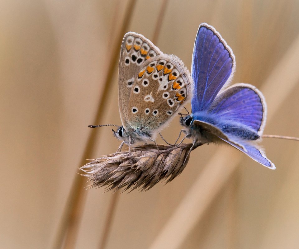 Обои фон, насекомые, бабочки, колосок, две, background, insects, butterfly, spike, two разрешение 1920x1200 Загрузить